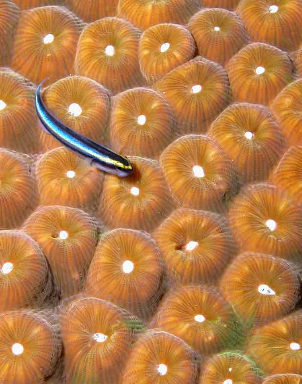 Cleaner-fish-on-Coral