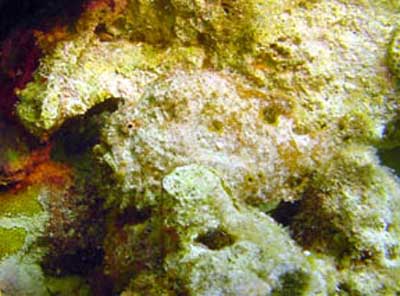 Frog fish Bari Reef