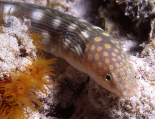 sharptail eel