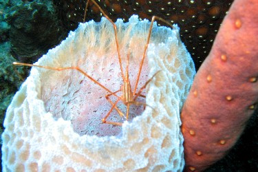 Crab in Coral