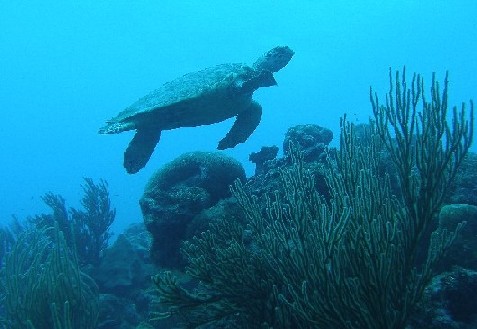 turtle over reef