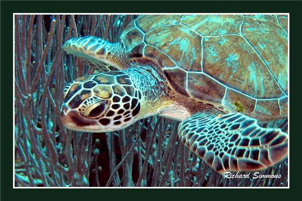 Another Green Turtle Shot