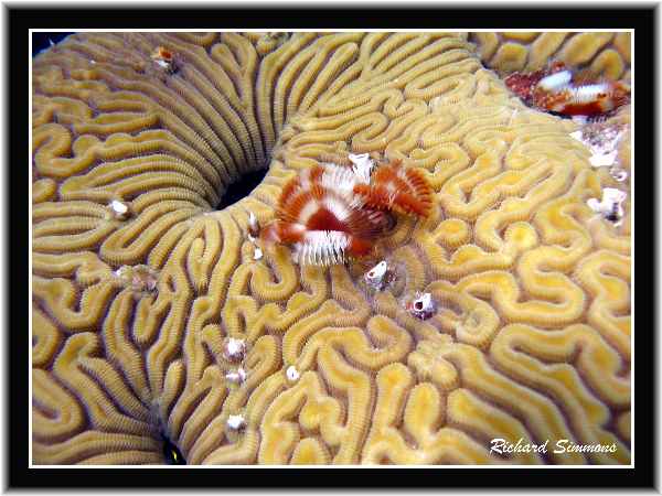 Feather Duster on Brain Coral