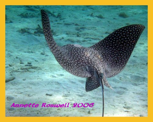 dancing spotted eagle ray