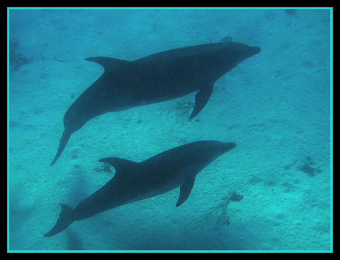 dolphinsredslave