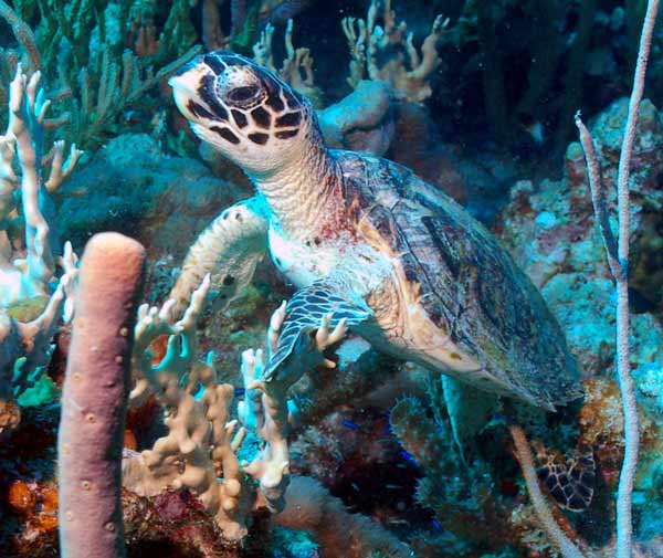 baby_turtle_get_off_the_coral