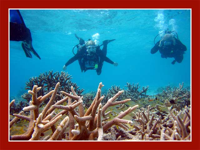 staghorn coral field