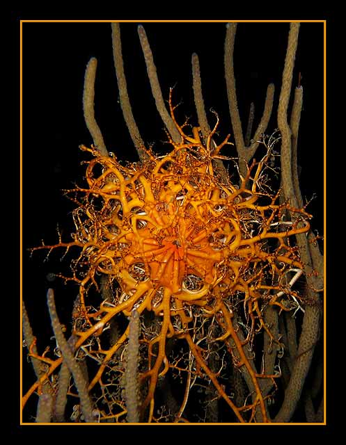 another basket star