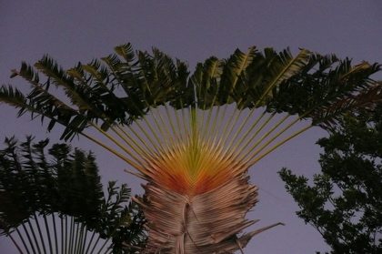 sunburst palm