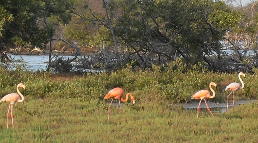 Flamingos by Mangroves