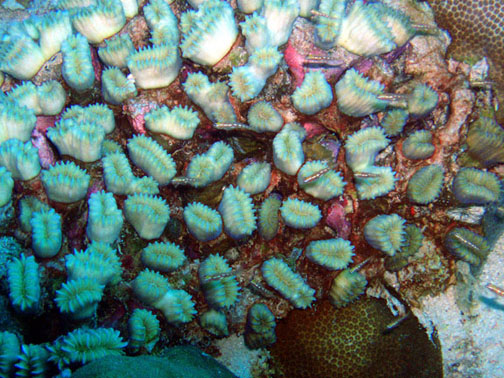 Bari coral