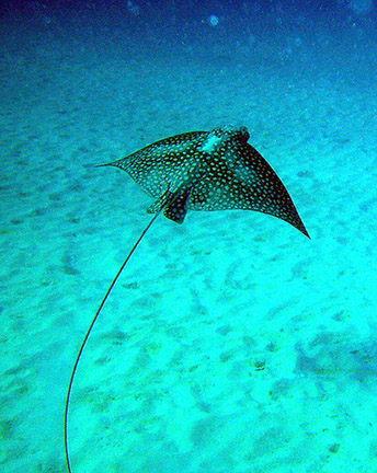 Invisibles Eagle Ray cropped