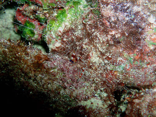 Angel City Banded Coral Shrimp