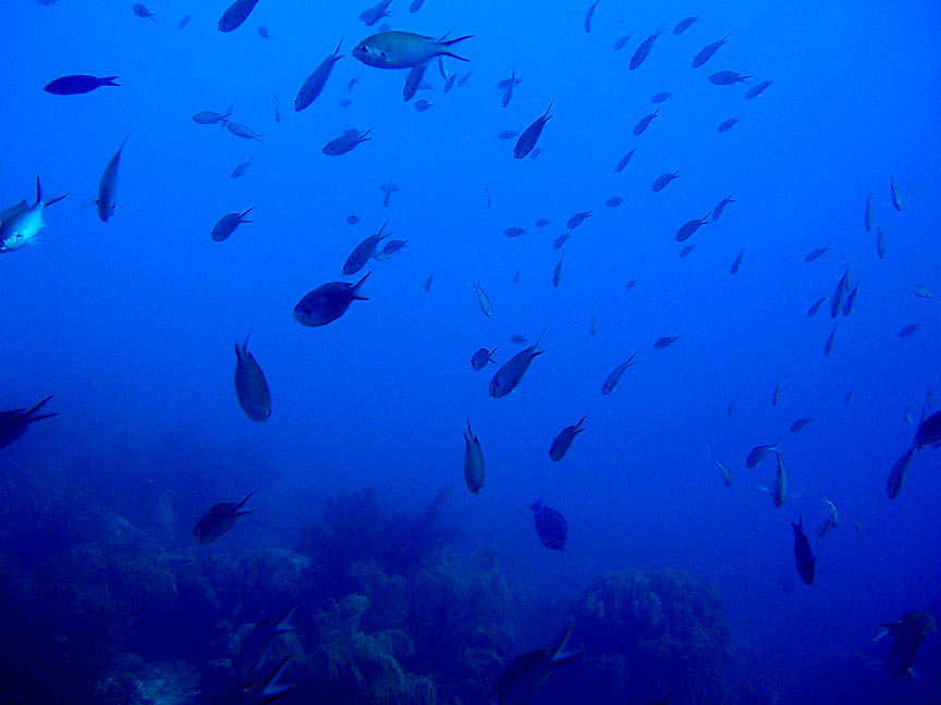 fish swarm in the blue