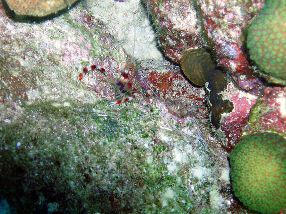 Invisibles Banded Coral Shrimp