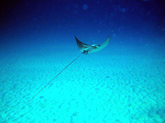 Invisibles Spotted Eagle Ray