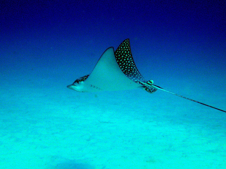 Invisibles Eagle Ray flying