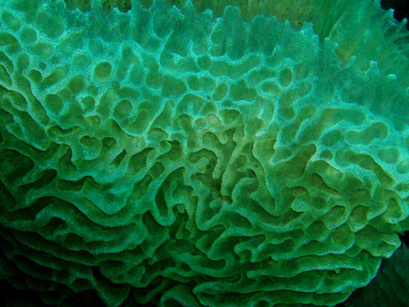 Sponge Closeup