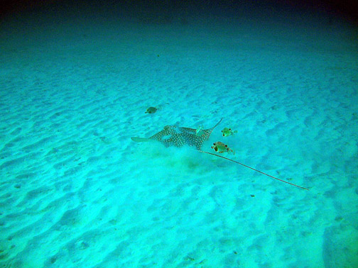 Invisibles Eagle Ray and Trunk Fish