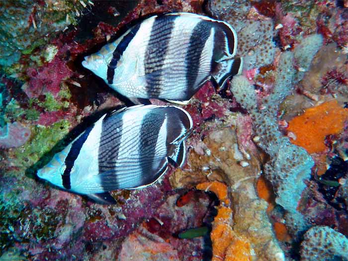 Pair Banded