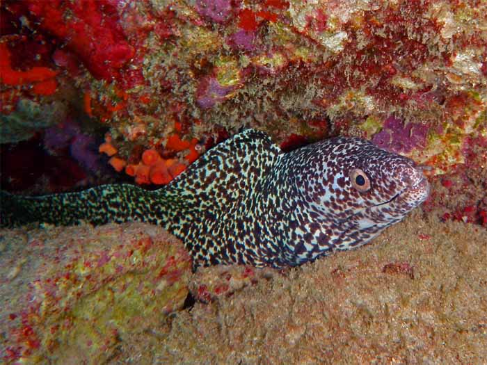 Spotted Eel 3