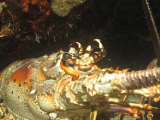 Lobster - Tori's Reef - 2010-Oct-19