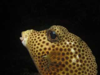 Spotted Trunkfish - Joanne's Sunchi - 2010-Oct-22