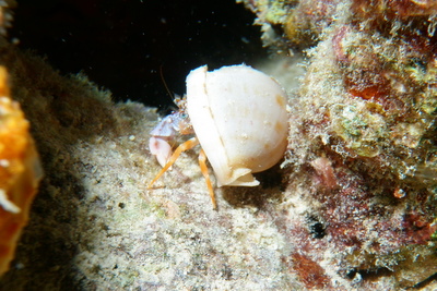 Polkadotted Hermit Crab, shot on a night dive, Olympus Tough 6000