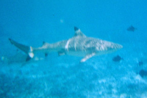 Black-Tipped Shark Tahiti