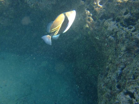 Hanauma Bay Picasso Triggerfish