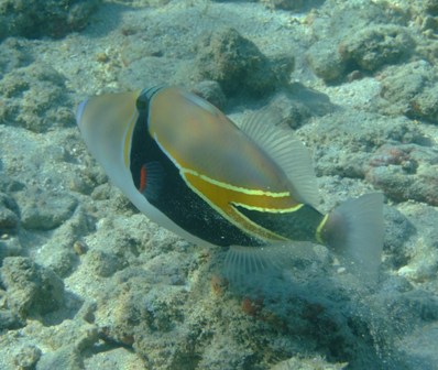 Hanauma Bay Picasso Triggerfish