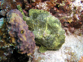 coralfrog