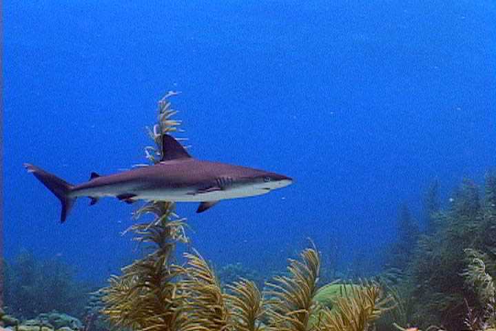 Juvenile Caribbean Reef Shark