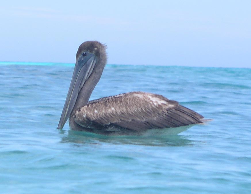 Pelican? Yes you can!