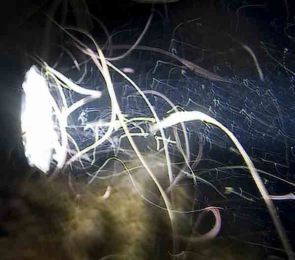 Night worms at Klein-sm.jpg