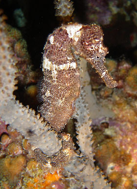 brown seahorse
