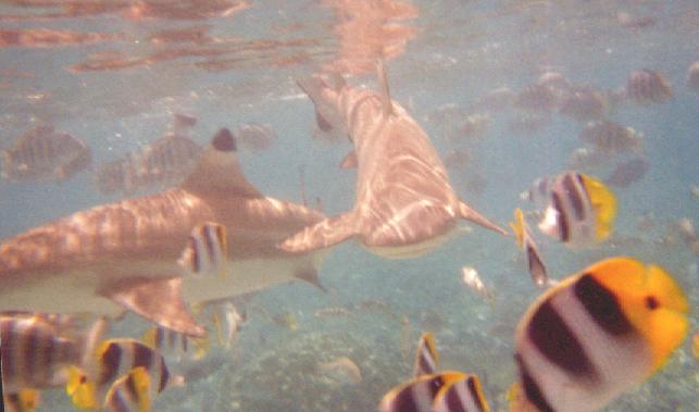 Black Tipped Reef Sharks