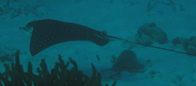 Spotted Eagle Ray