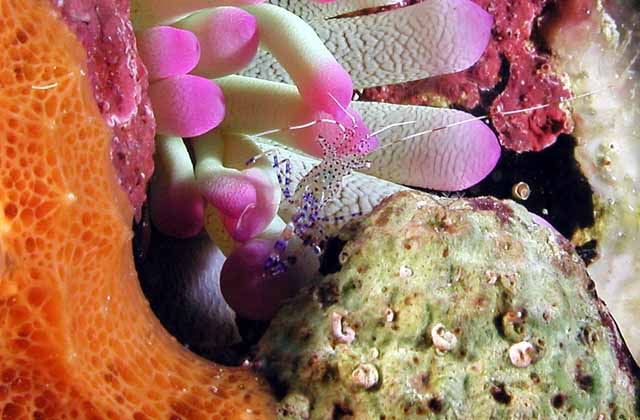 cleaner shrimp sponge anemone