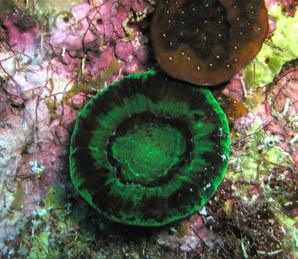 juvenile coral