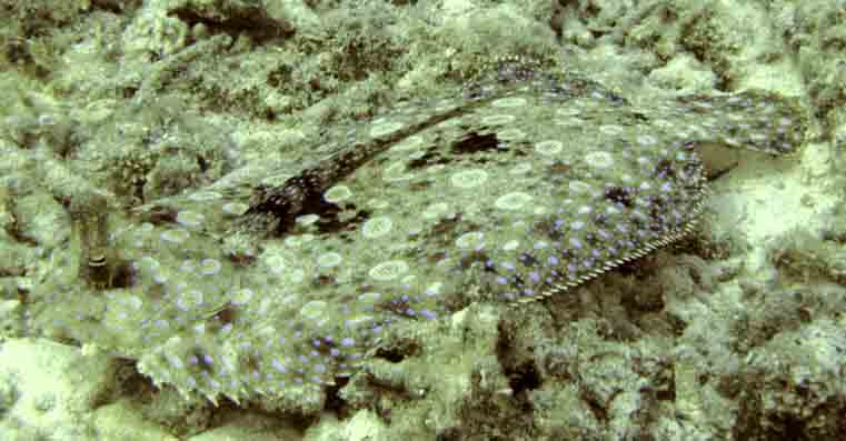 flounder2