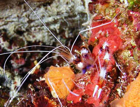 banded coral shrimp bt