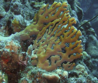 fire coral 2
