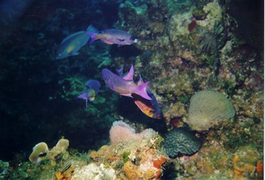 purplefish