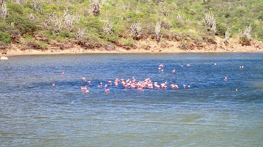 flamingos enclore
