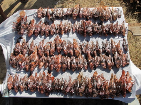 122 less lionfish on the reefs of Bonaire