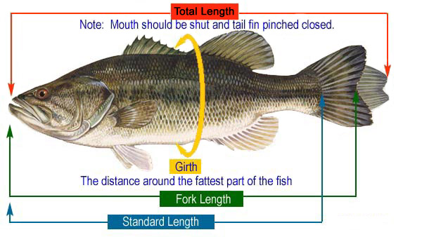 fish measurements