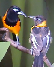mature troupial with young