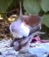 mating doves