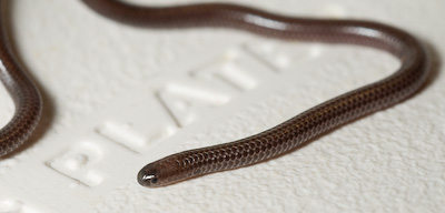 Bonaire Silver Snake